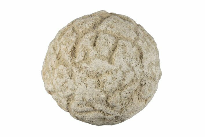 Silurain Fossil Sponge (Astraeospongia) - Tennessee #203722